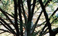 Tree9_UCSCthumb